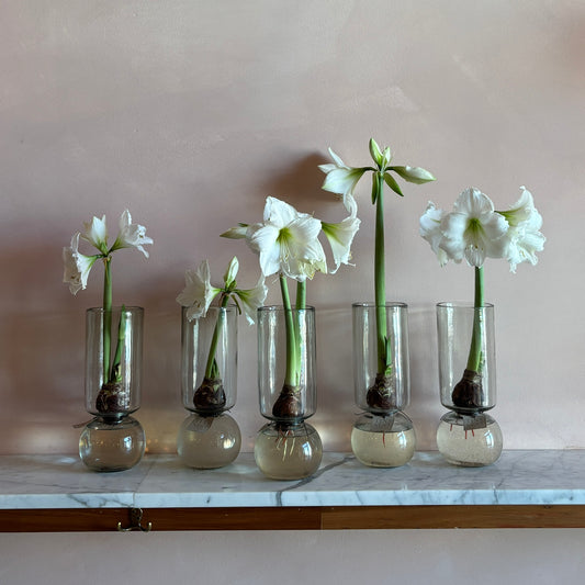 Tiny Nest Botanicals Wedding Dance Amaryllis
