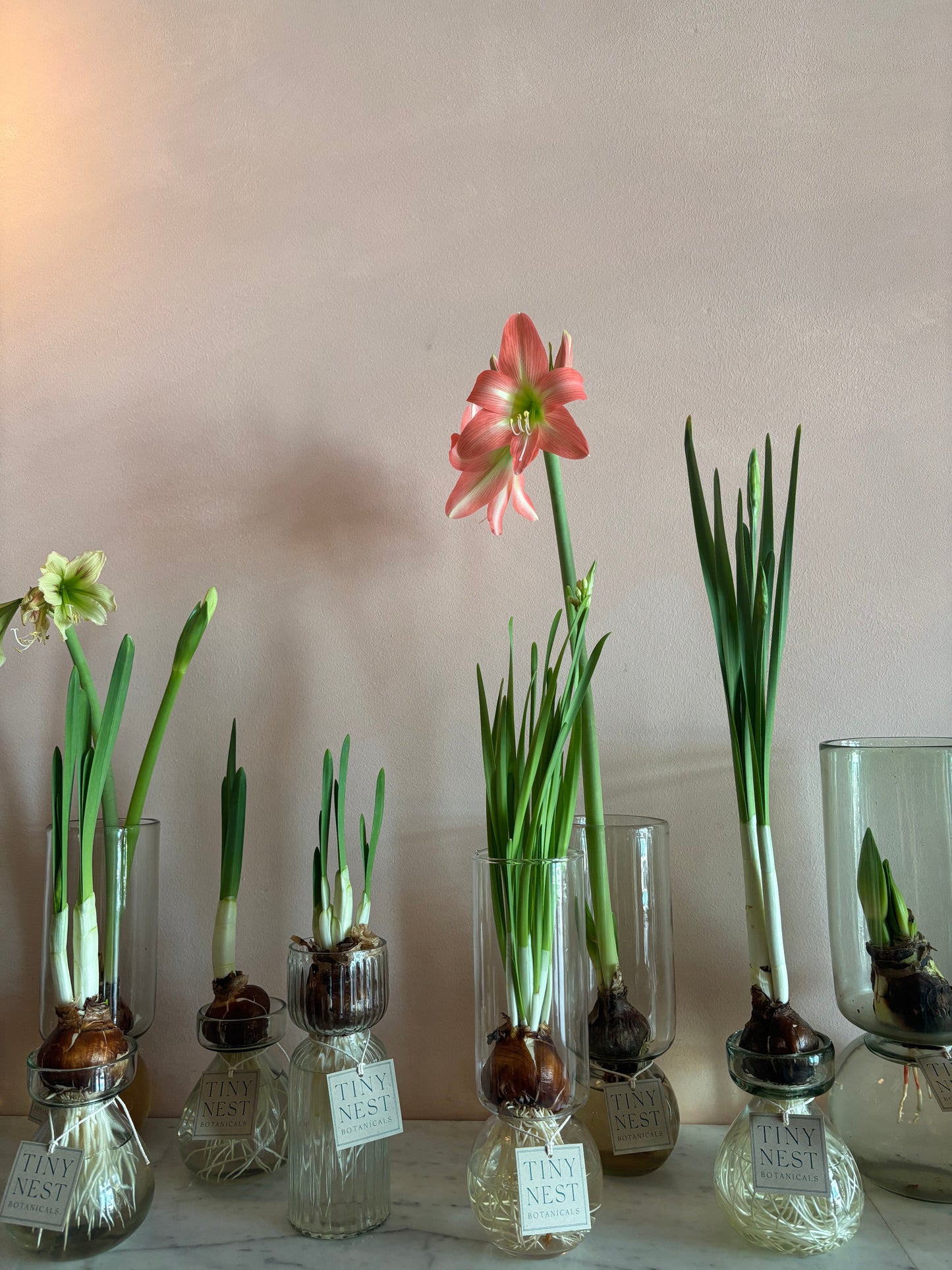 Tiny Nest Botanicals XT Recycled Amaryllis